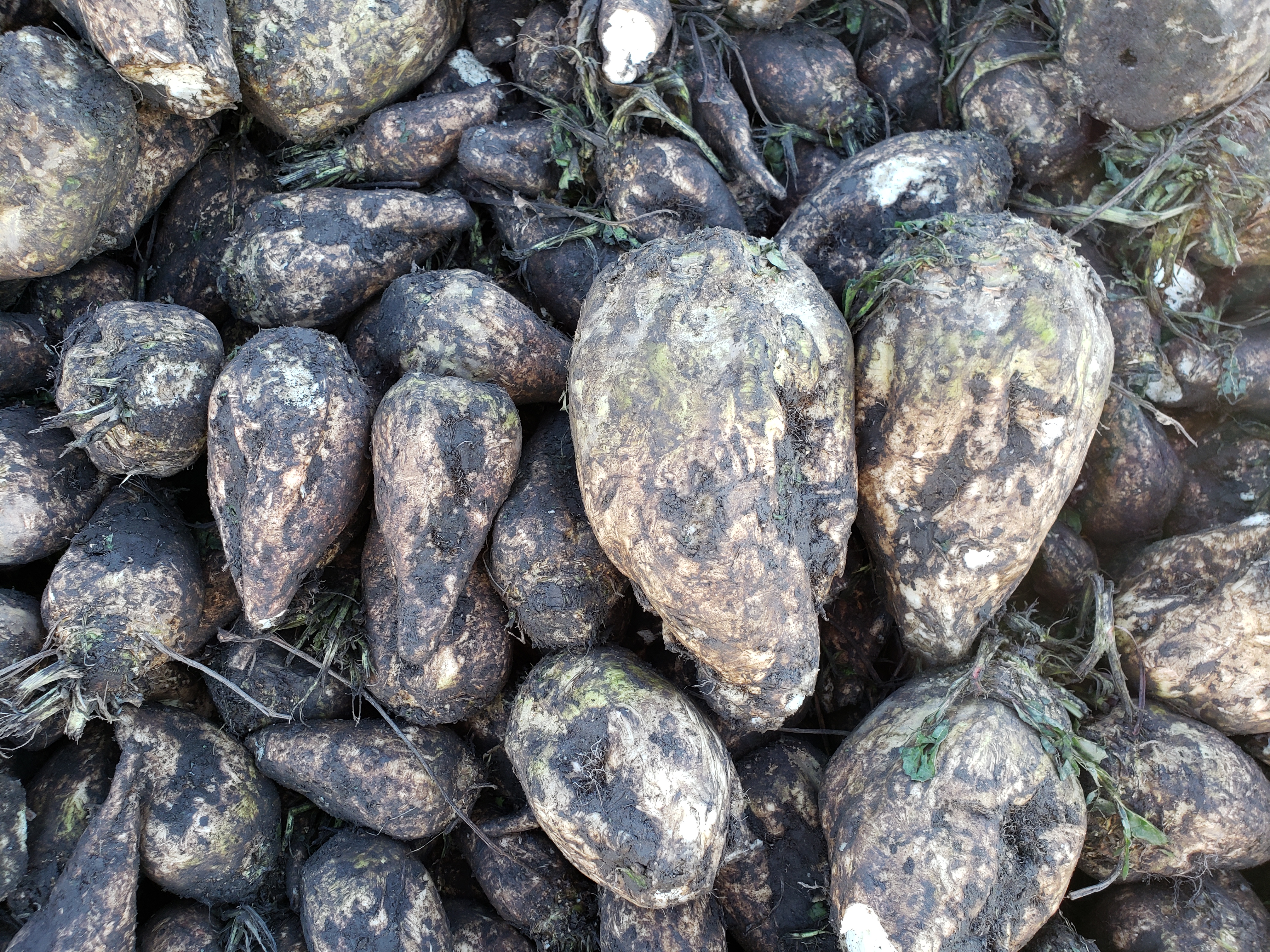 Pile of sugar beets